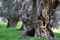 Integrated Protection of Olive Crops Montenegro 12-15 May 2013
